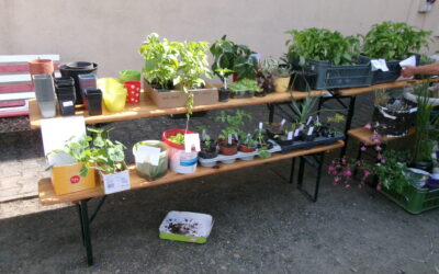 Co a kdy udělat na&nbsp;zahradě