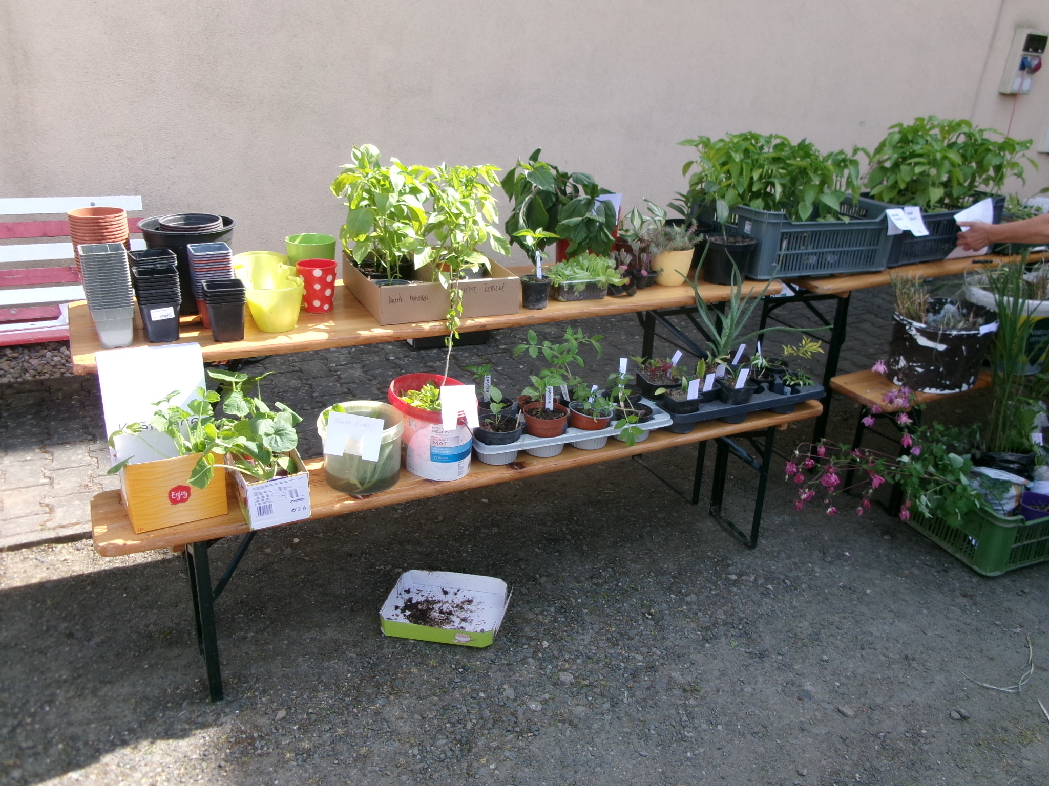 Semínkovna Žleby - zelený swab